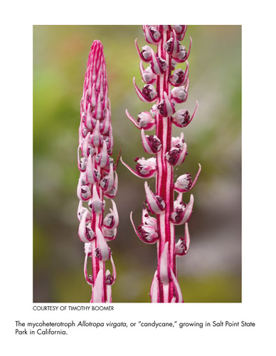 Sugarstick (Allotropa virgata) published in Entangled Life.