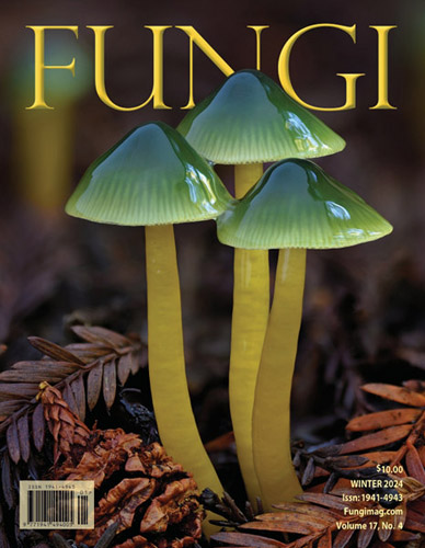 Cover of Fungi Magazine Winter 2024 issue featuring parrot waxcaps (Gliophorus psittacinus) Cover of Fungi Magazine Winter 2024 issue featuring parrot waxcaps (Gliophorus psittacinus).