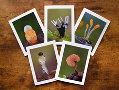 Funky Fungi Photo Greeting Cards