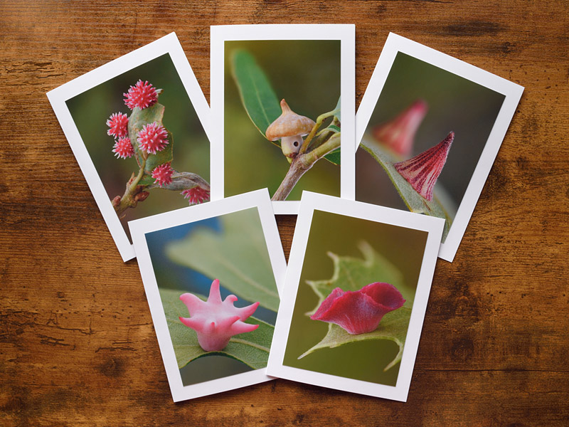 Glorious Galls Photo Greeting Cards Glorious Galls Photo Greeting Cards