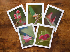 Glorious Galls Photo Greeting Cards