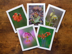 Lovely Lilies Photo Greeting Cards