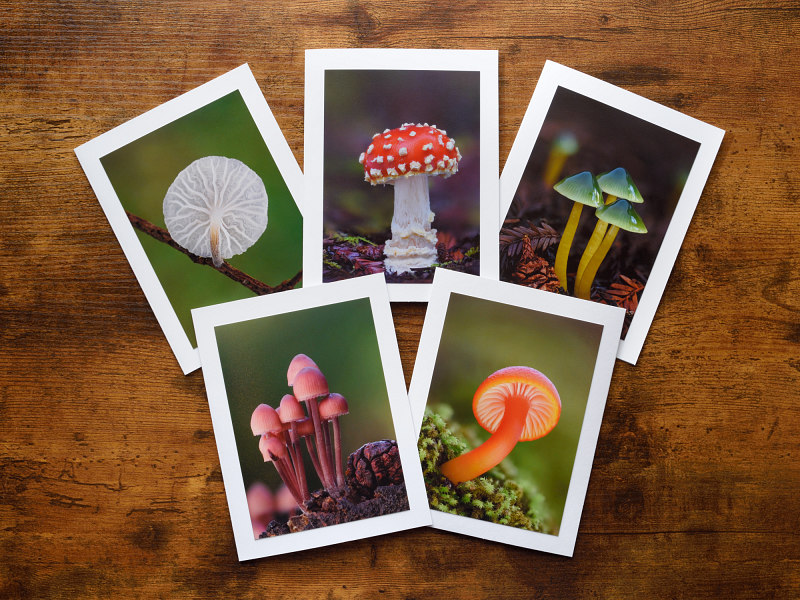 Marvelous Mushrooms Photo Greeting Cards Marvelous Mushrooms Photo Greeting Cards
