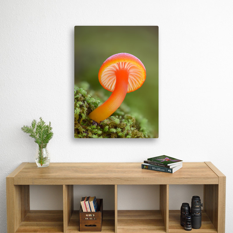 Waxcap Mushroom Metal Print.
