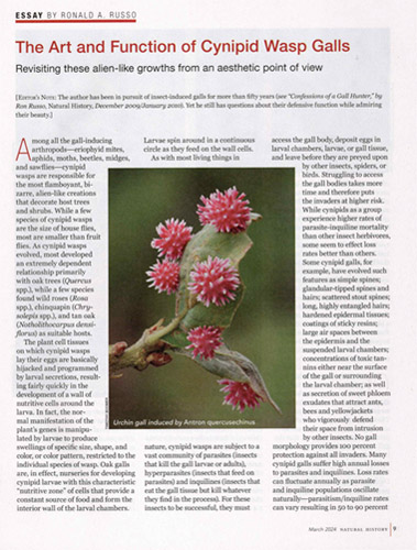 Urchin galls (Cynips quercusechinus) published in Natural History Magazine.
