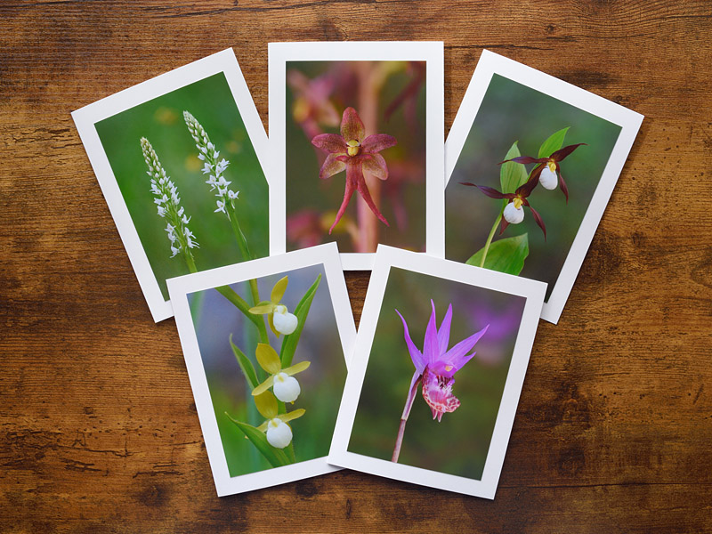 Outstanding Orchids Photo Greeting Cards Outstanding Orchids Photo Greeting Cards