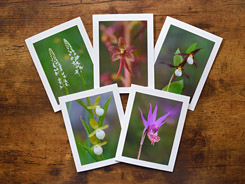 Outstanding Orchids Photo Greeting Cards