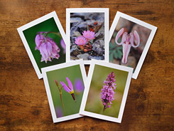 Pretty Pink Petals Photo Greeting Cards