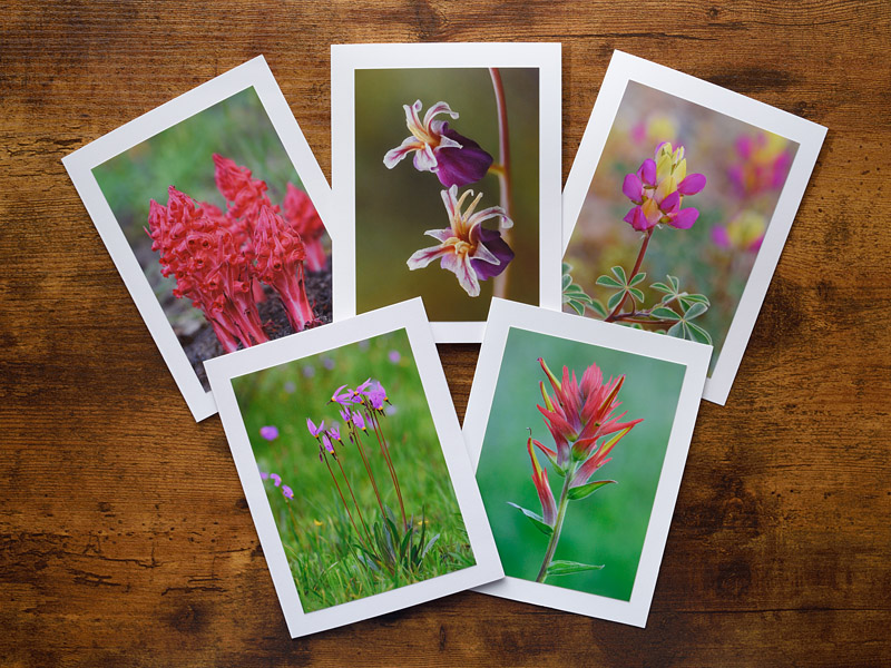 Sierra Sweethearts Photo Greeting Cards Sierra Sweethearts Photo Greeting Cards