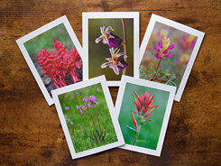 Sierra Sweethearts Photo Greeting Cards