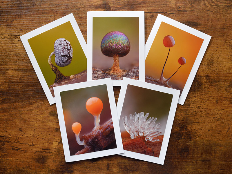 Super Slime Molds Photo Greeting Cards Super Slime Molds Photo Greeting Cards