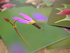 Prints